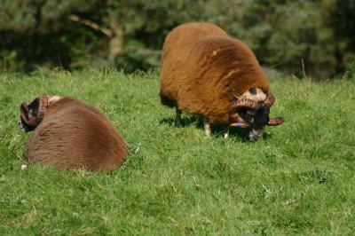 Sheep 