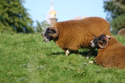 Sheep