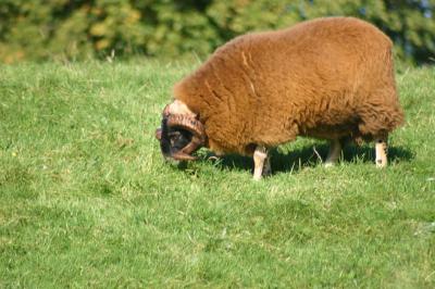Sheep 