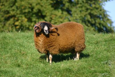 Sheep 