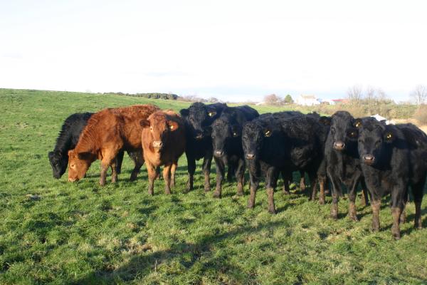 cattle
