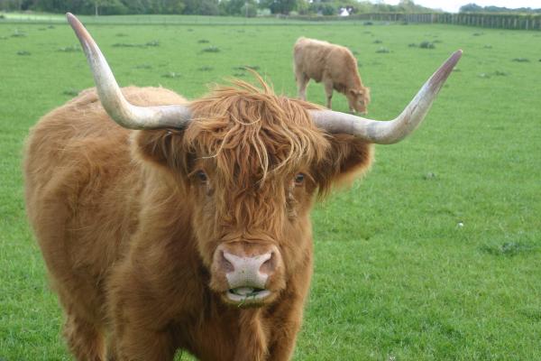 Long horned cattle