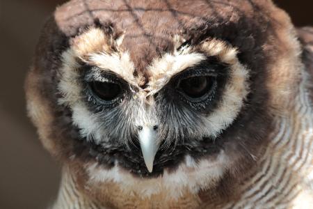 Owl_ close up