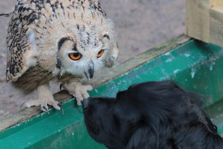 Owl_ close up
