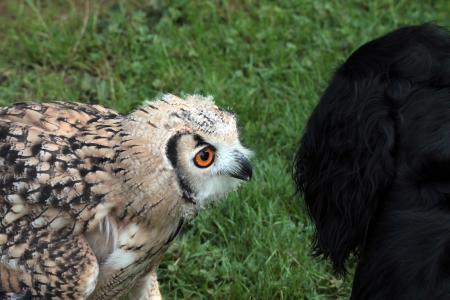 Owl and dog