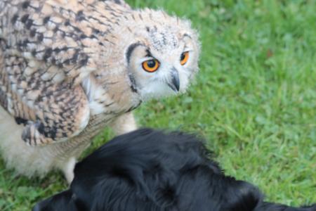 Owl and dog