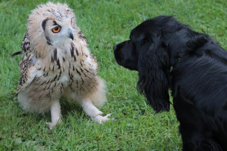 Owl and dog