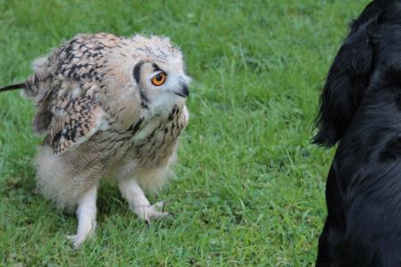 Owl and dog