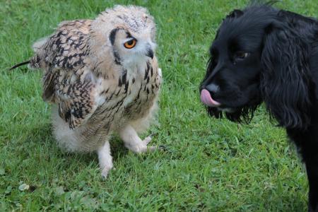 Owl and dog