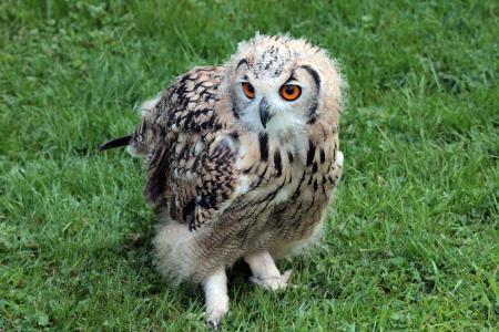 Owl and dog