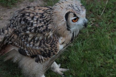Owl
