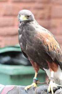 Hawk