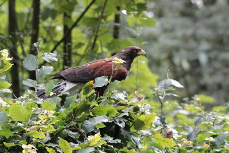 Hawk