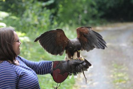 Hawk