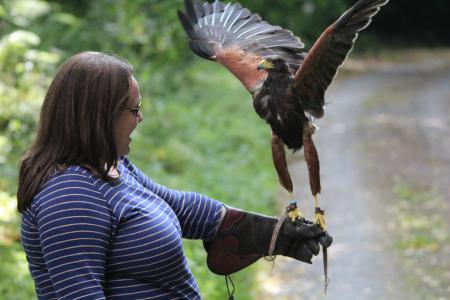 hawk