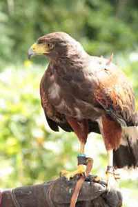Hawk