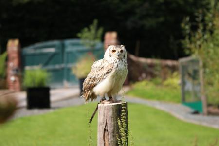 owl