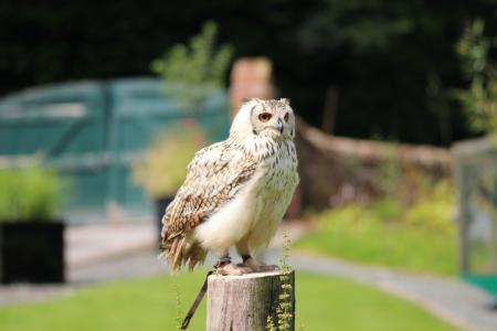 owl