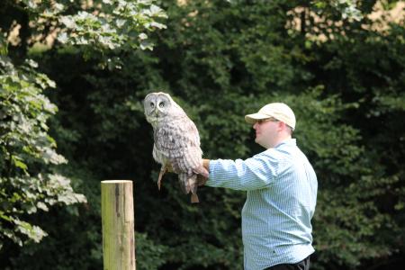 owl