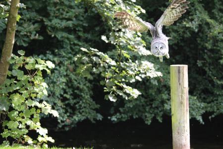 owl