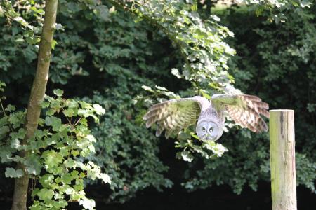 owl