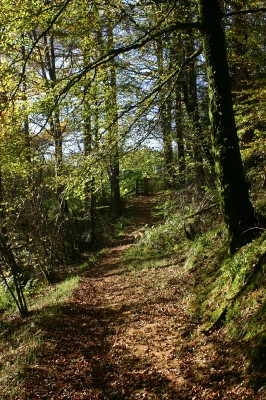 Buccleuch Estate 