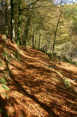 Buccleuch Estate 