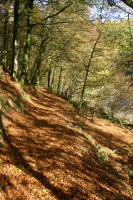 Buccleuch Estate 