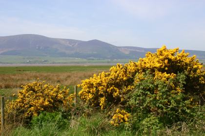 Criffel from caerlaverock reserve  