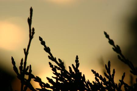 Sun rise