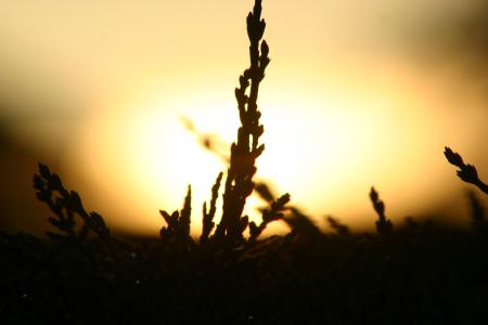 Sun rise