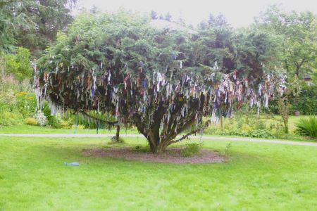 Cloutie tree