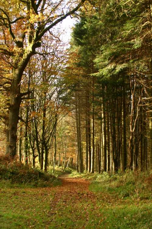 Woods at hoddom