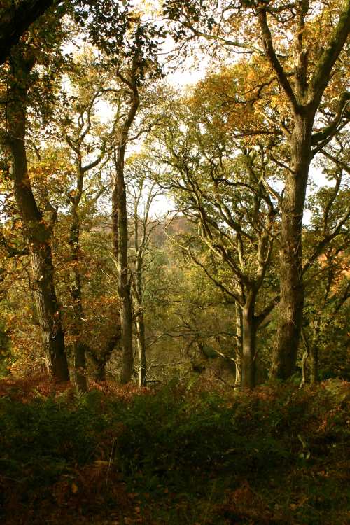 Woodcockair walks