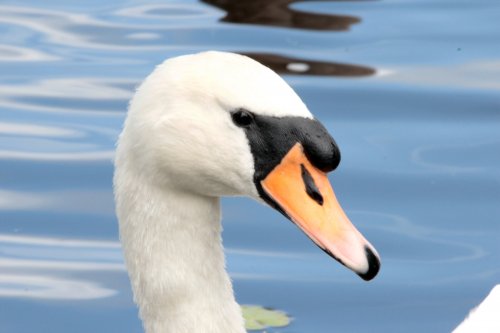 Swans on castle loch