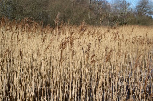 Reeds on loch