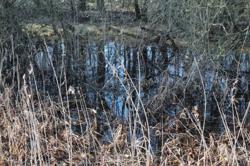 Castle loch reeds
