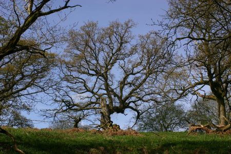lochwood_plantation 