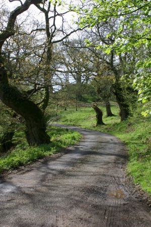 lochwood_plantation 