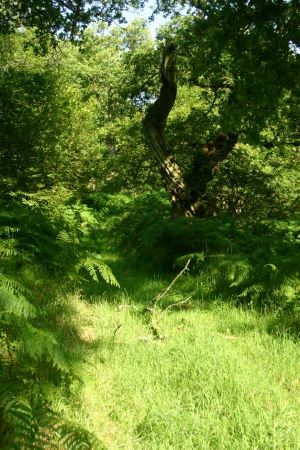 lochwood_plantation 