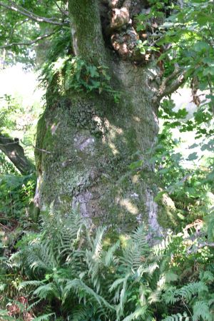 lochwood_plantation 