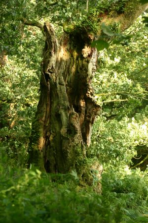 lochwood_plantation 