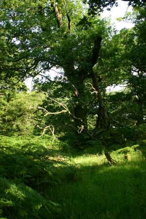 Lochwood plantation