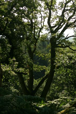 Lochwood plantation