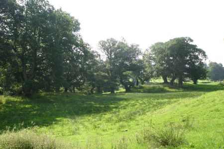 Lochwood plantation