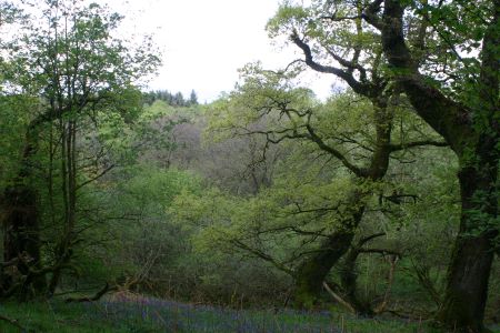 Lochwood plantation