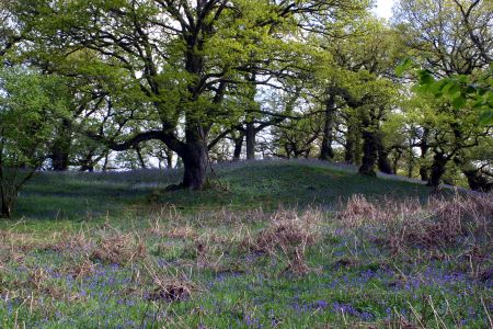 Lochwood plantation