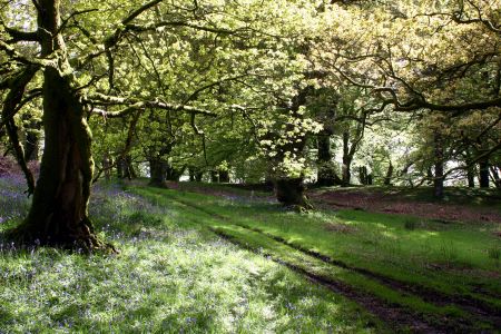Lochwood plantation
