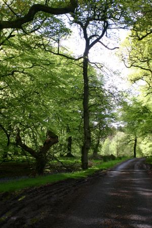 Lochwood plantation