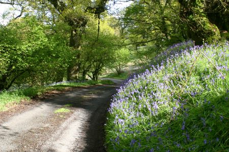 Lochwood plantation